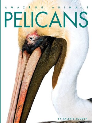 cover image of Pelicans
